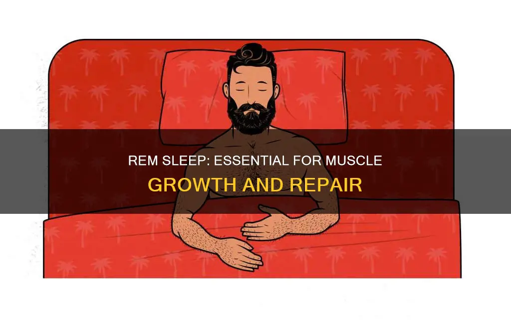 is rem sleep important for muscle growth