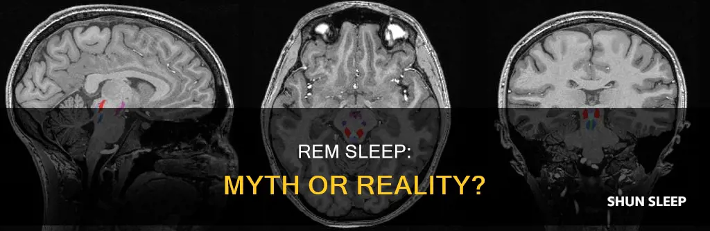 is rem sleep real