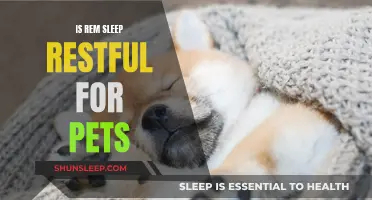 Pets in REM Sleep: Restful or Restless?