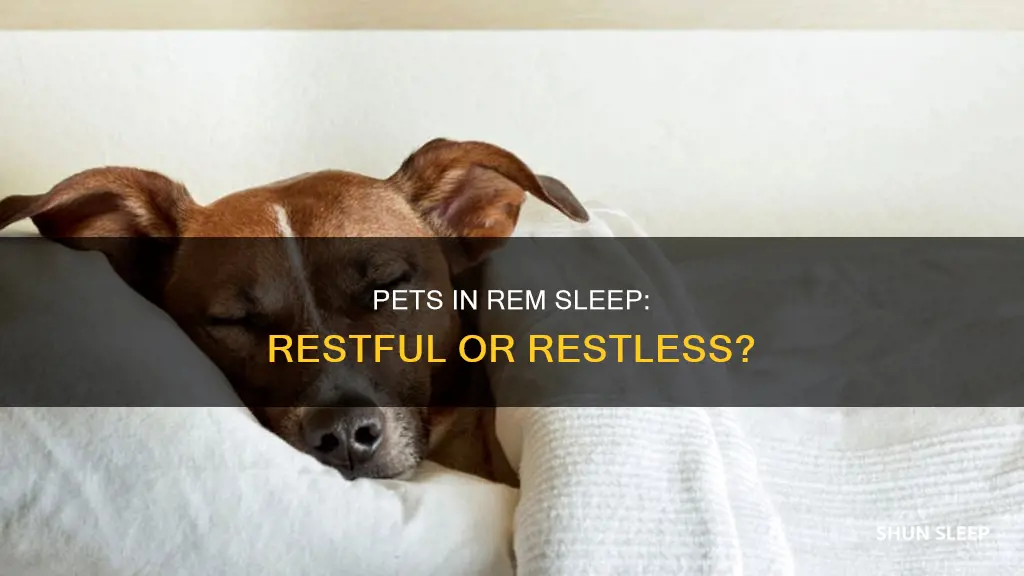 is rem sleep restful for pets