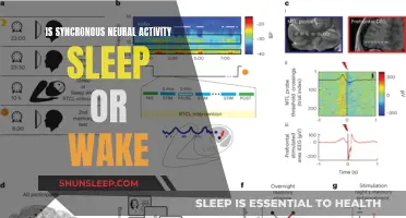 Unlocking Sleep's Secrets: Synchronized Neural Activity Explained