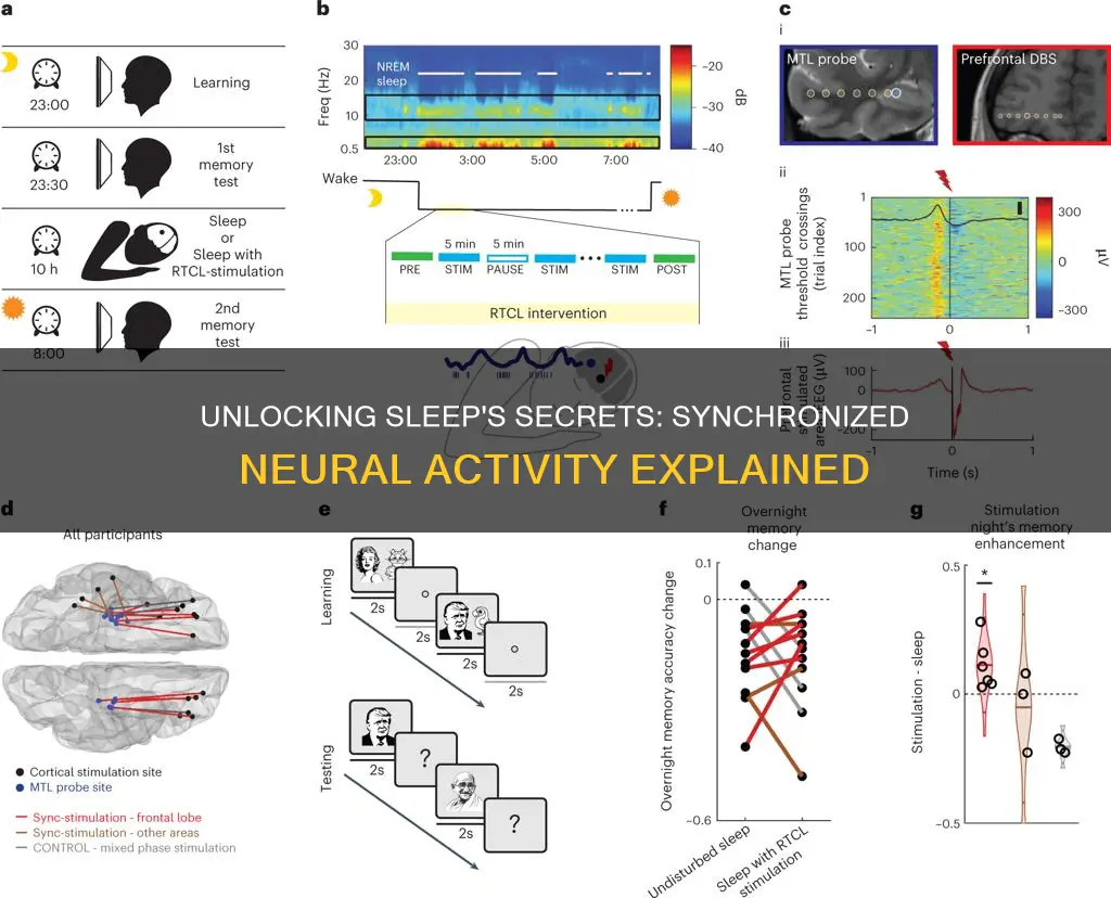 is syncronous neural activity sleep or wake