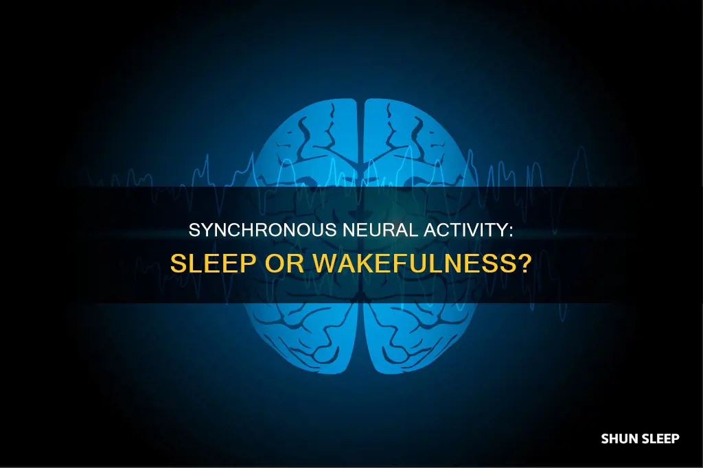 is syncronous neural activity sleep or wake