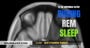 Amygdala Activity During REM Sleep: What's Happening?