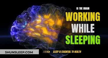 Brain Activity During Sleep: What's Happening?