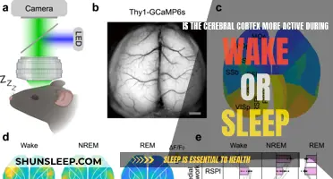 Cerebral Cortex: Unraveling the Mystery of Wakefulness and Sleep