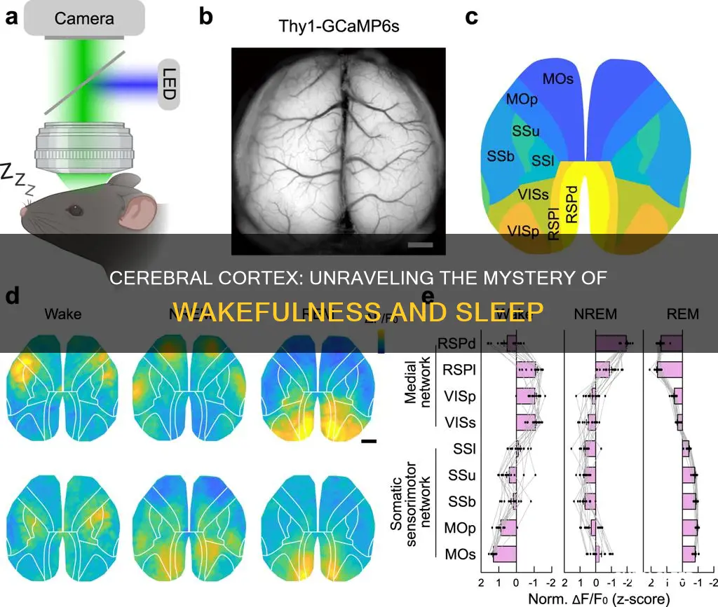 is the cerebral cortex more active during wake or sleep