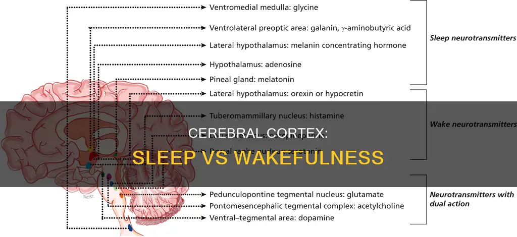 is the cerebral cortex more active during wake or sleep