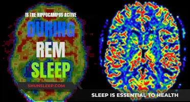 Hippocampus Activity During REM Sleep: What's Happening?