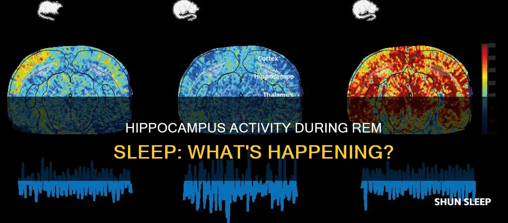 is the hippocampus active during rem sleep