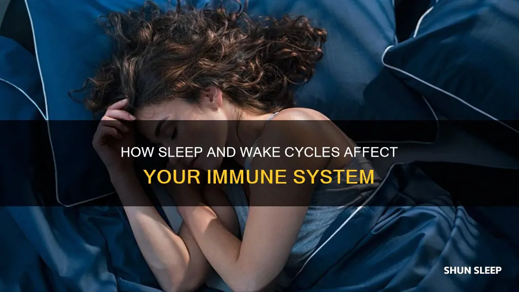 is the immune system better awake or sleep