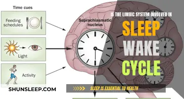 The Limbic System's Role in Sleep-Wake Rhythms: Unlocking the Mystery