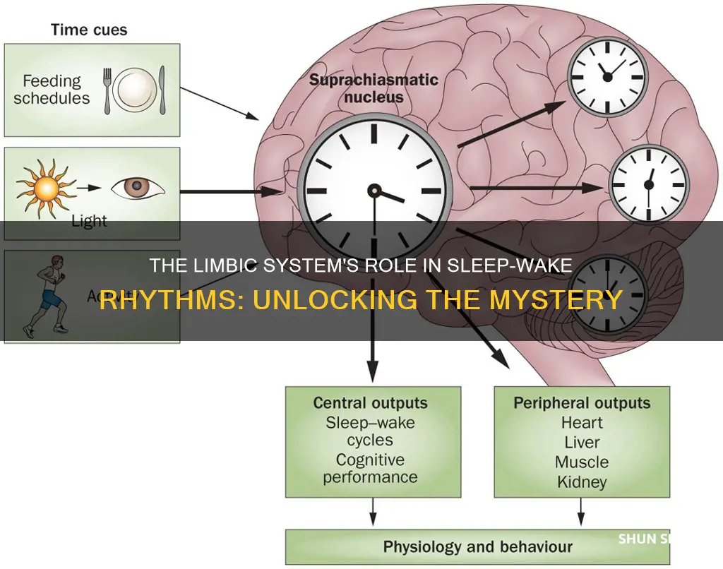 is the limbic system involved in sleep wake cycle