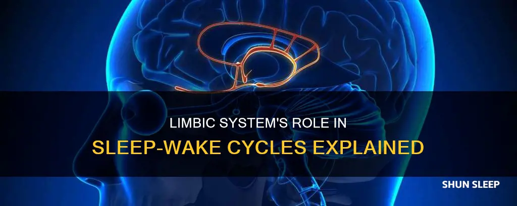 is the limbic system involved in sleep wake cycle