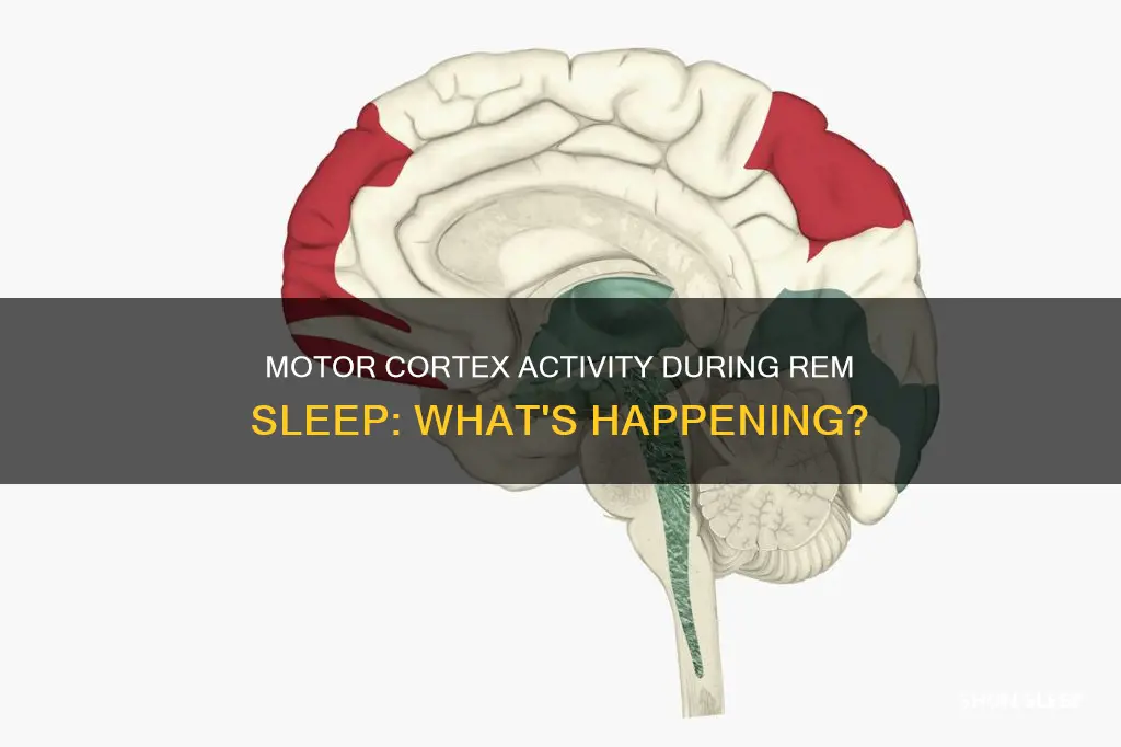 is the motor cortex activated during rem sleep