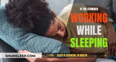 The Stomach's Night Shift: How It Works While We Sleep