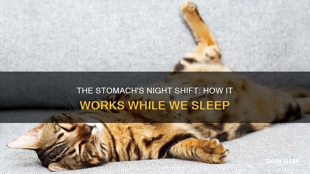 is the stomach working while sleeping