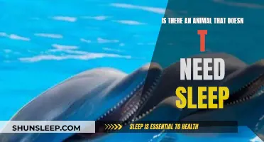 The Mystery of Sleepless Animals: Unraveling Nature's Secrets