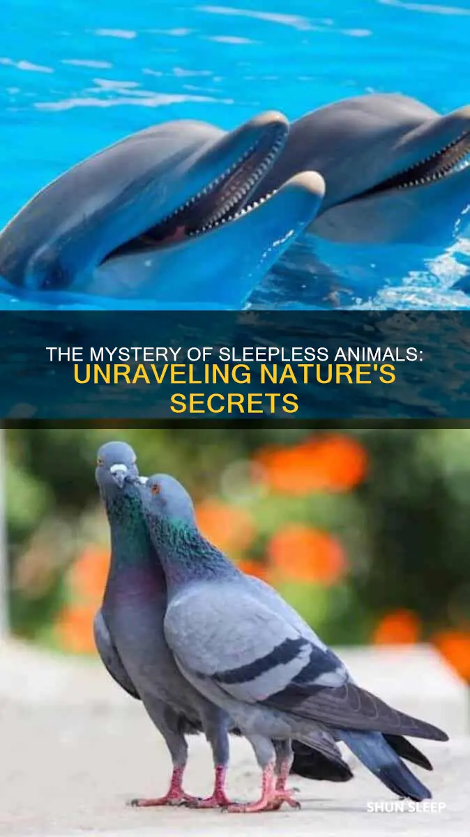 is there an animal that doesn t need sleep