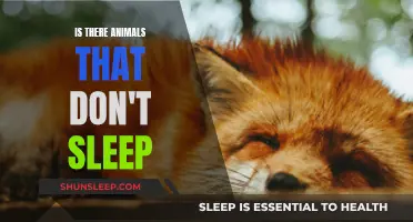 Unusual but True: Animals That Never Sleep