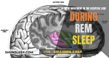 Occipital Lobe Movement During REM Sleep: What's Happening?