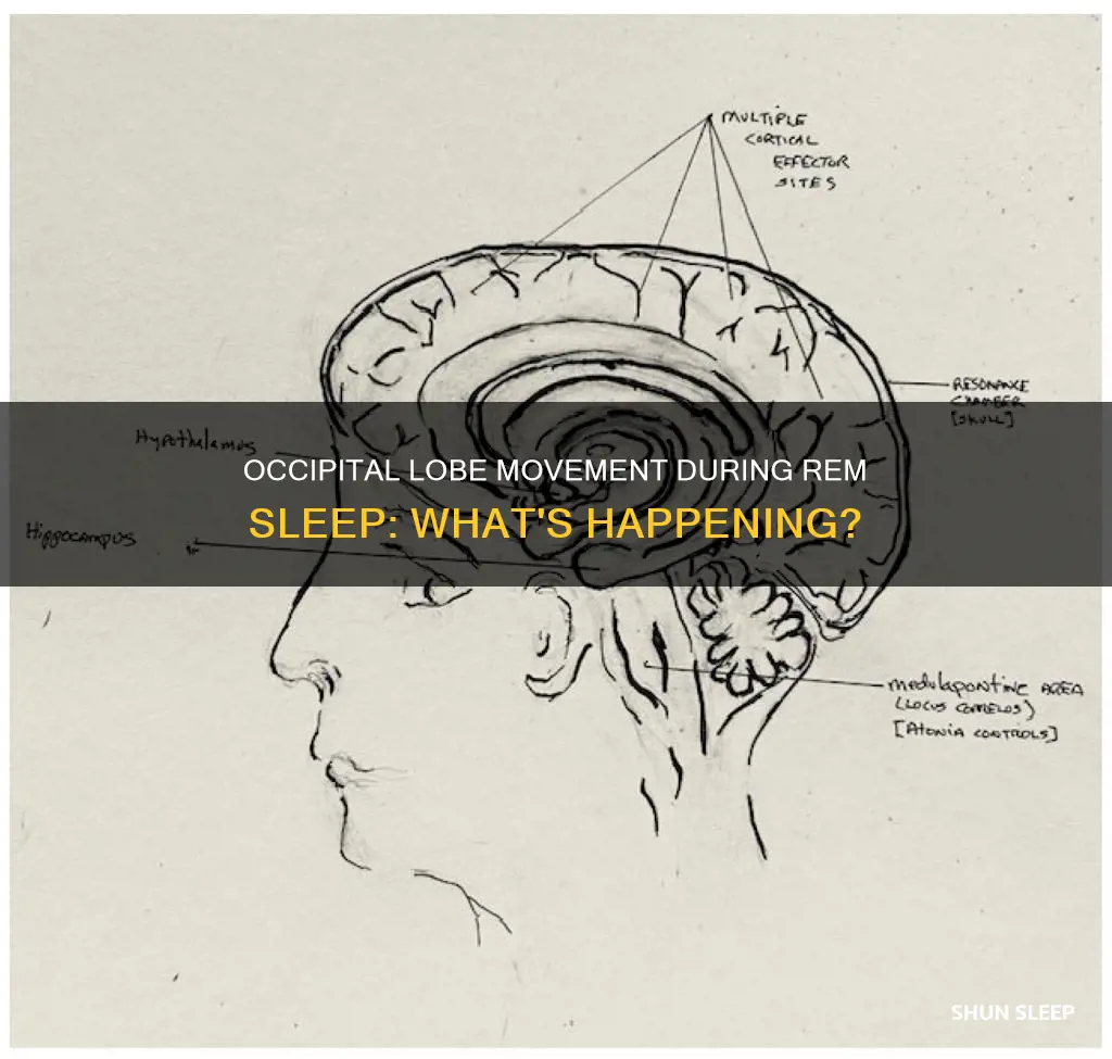 is there movement in the occipital lobe during rem sleep