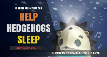 Soothing Sounds: Exploring Music to Help Hedgehogs Sleep Peacefully