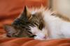 meaning sleep
