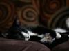 monitoring improvement sleep