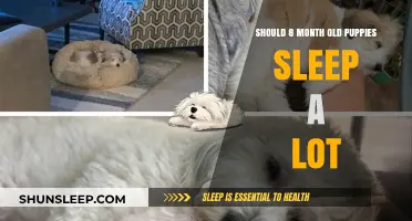 Puppy Sleep: What's Normal for an 8-Month-Old?
