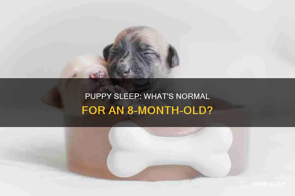 should 8 month old puppies sleep a lot