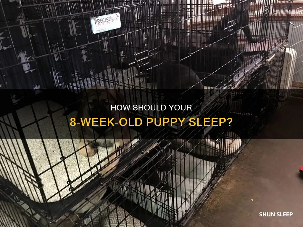 should 8 week old puppy sleep in crate