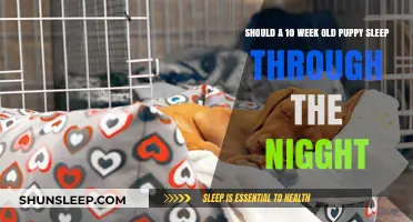 Puppy Sleep: What to Expect at 10 Weeks Old