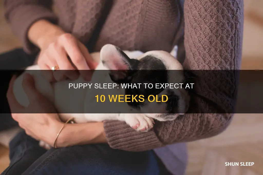 should a 10 week old puppy sleep through the nigght