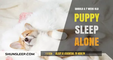 Puppy Sleep Training: Alone or Together?