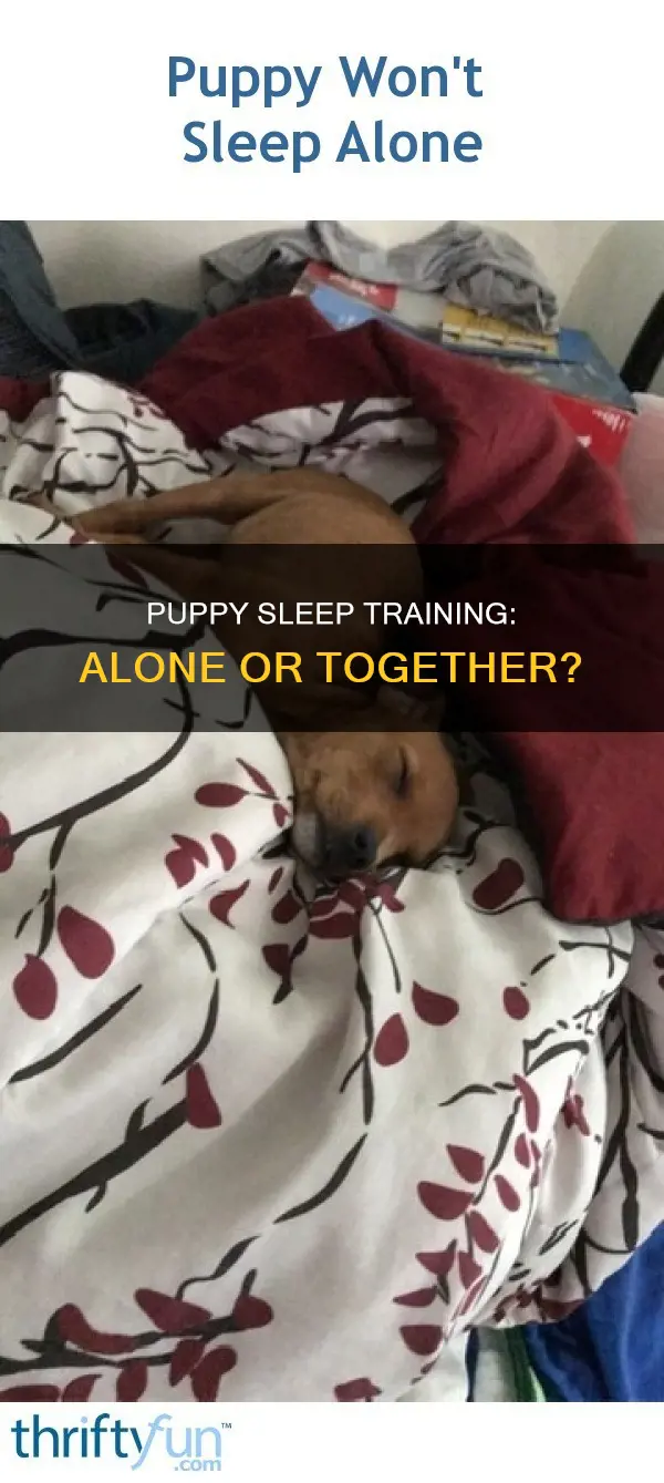 should a 7 week old puppy sleep alone