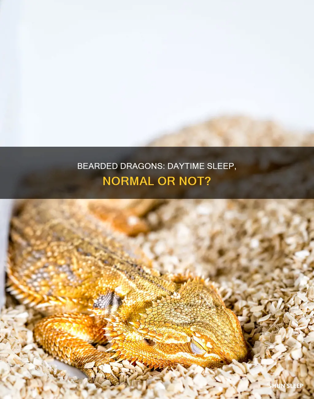 should bearded dragons sleep during the day