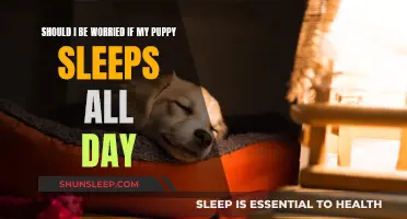 Puppy Sleep: When Should You Be Concerned?