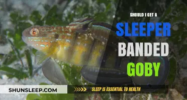 Sleeper Banded Goby: Pros, Cons, and Care Tips for Your Tank