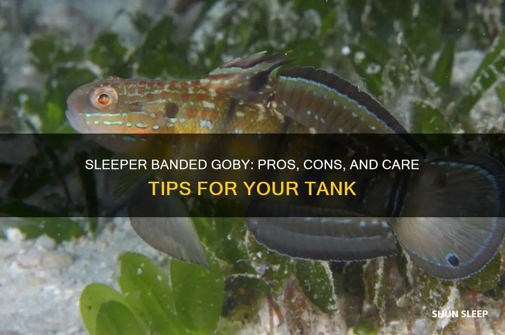 should i get a sleeper banded goby