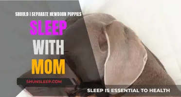 Puppies' Sleep: When to Separate Them from Their Mother