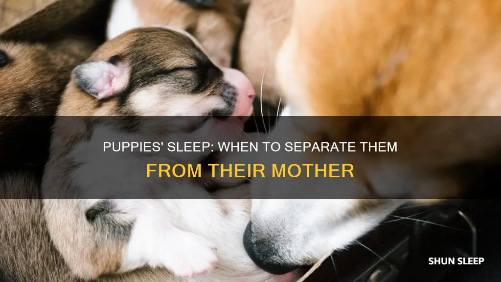 should i separate newborn puppies sleep with mom