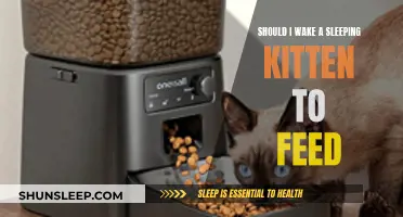 When to Wake a Sleeping Kitten for Feeding