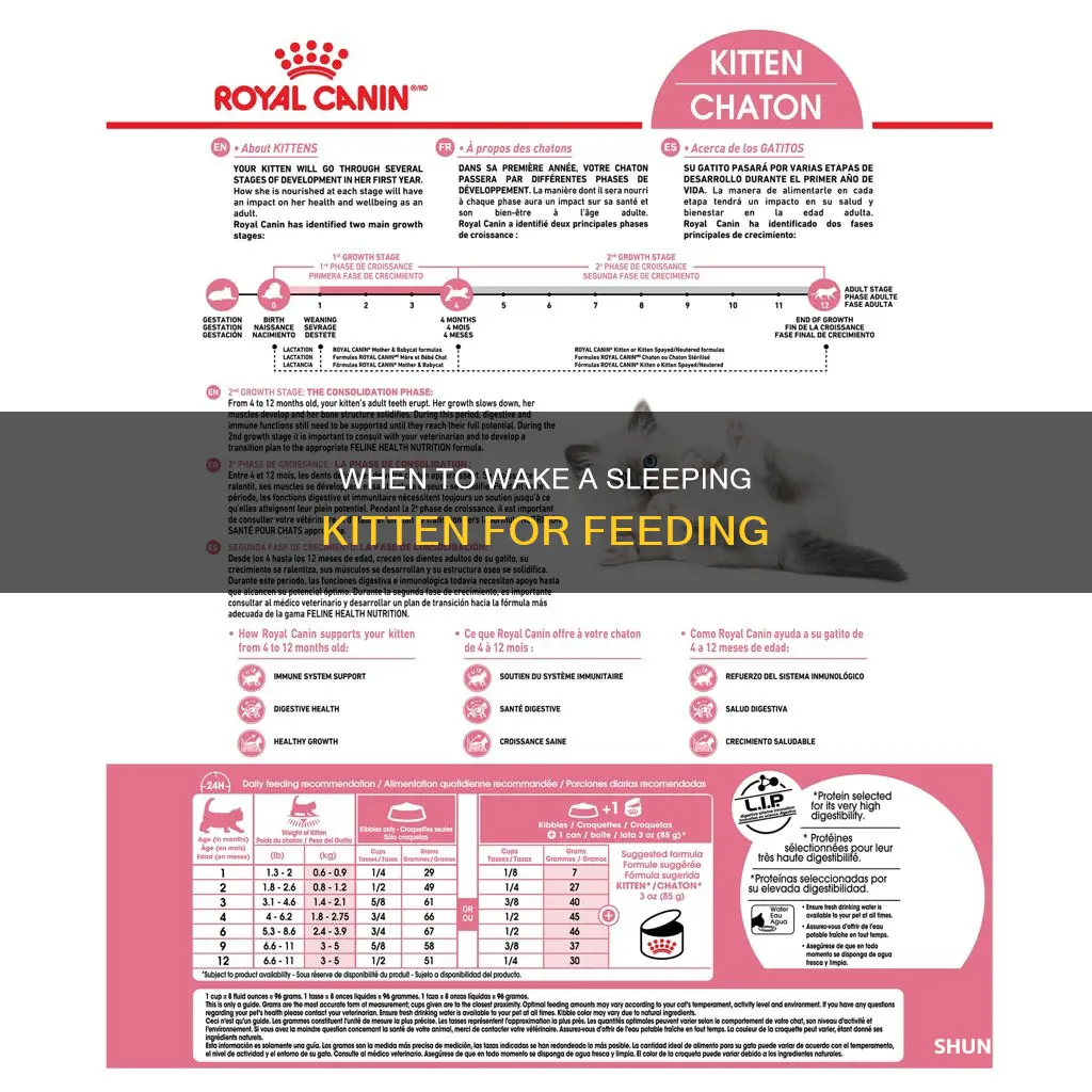 should i wake a sleeping kitten to feed