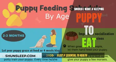 Puppy's First Meal: To Wake or Not to Wake?