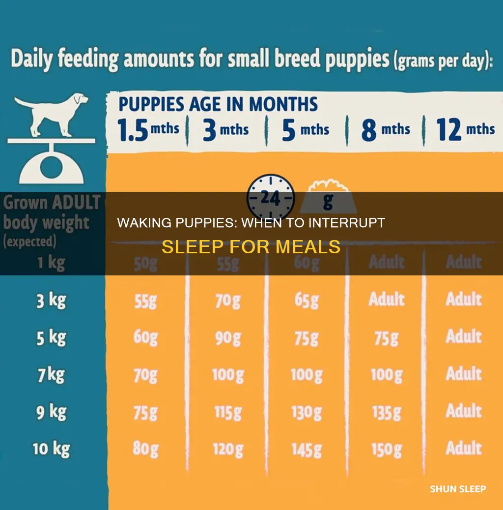 should i wake a sleeping puppy to eat