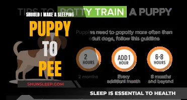 Puppy Potty Training: When to Wake a Sleeping Pup