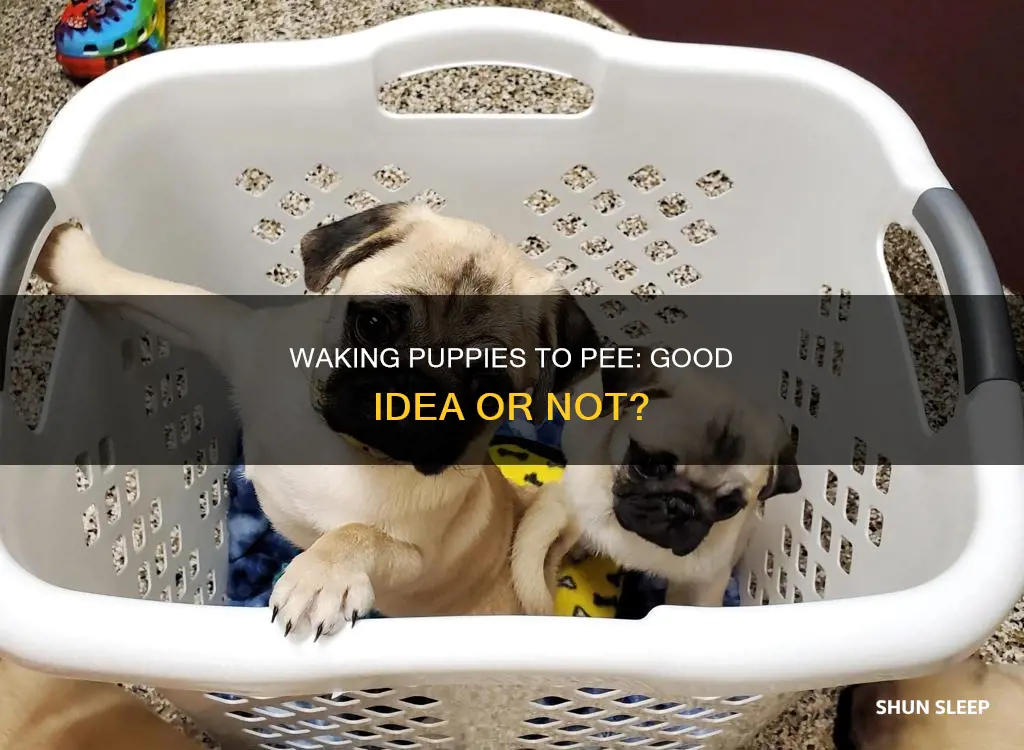 should i wake a sleeping puppy to pee