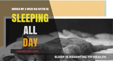 Is Your Kitten Sleeping All Day?