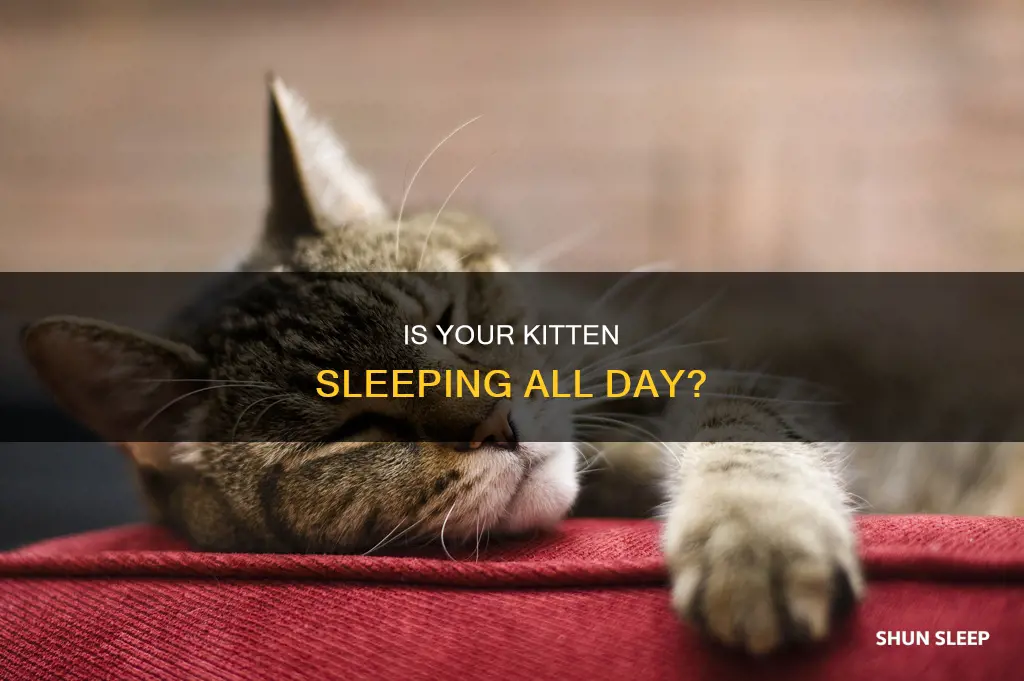 should my 3 week old kitten be sleeping all day